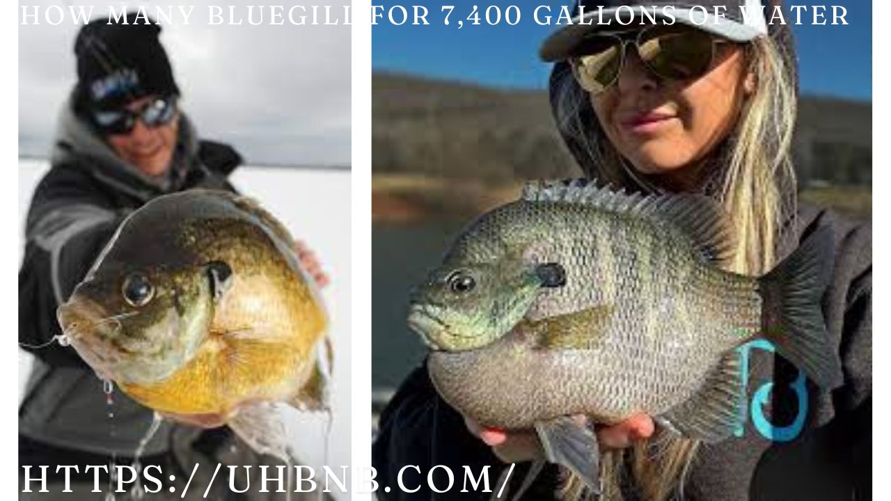 How Many Bluegill for 7,400 Gallons of Water